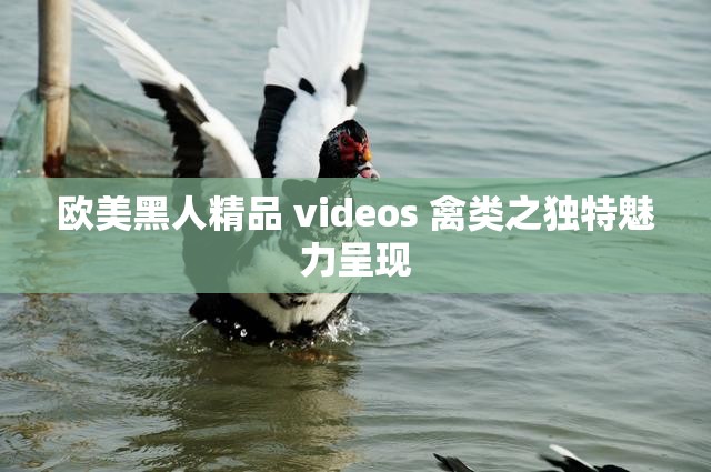 歐美黑人精品 videos 禽類之獨(dú)特魅力呈現(xiàn)