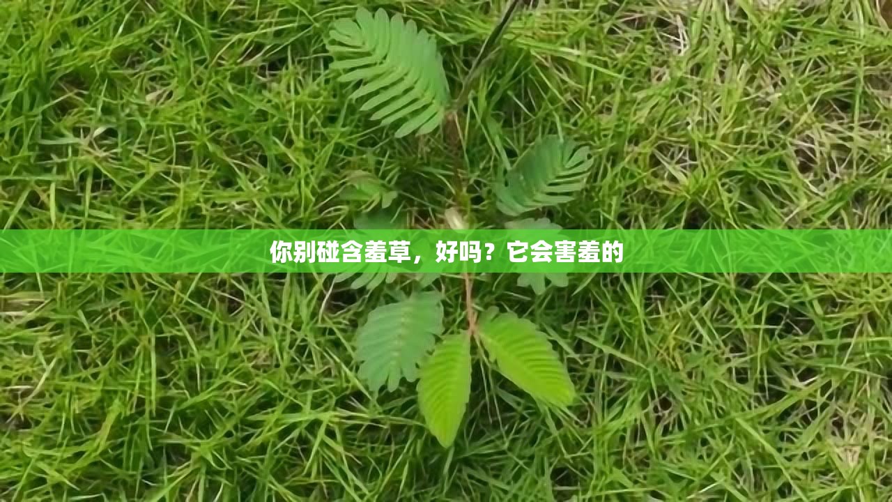 你別碰含羞草，好嗎？它會(huì)害羞的