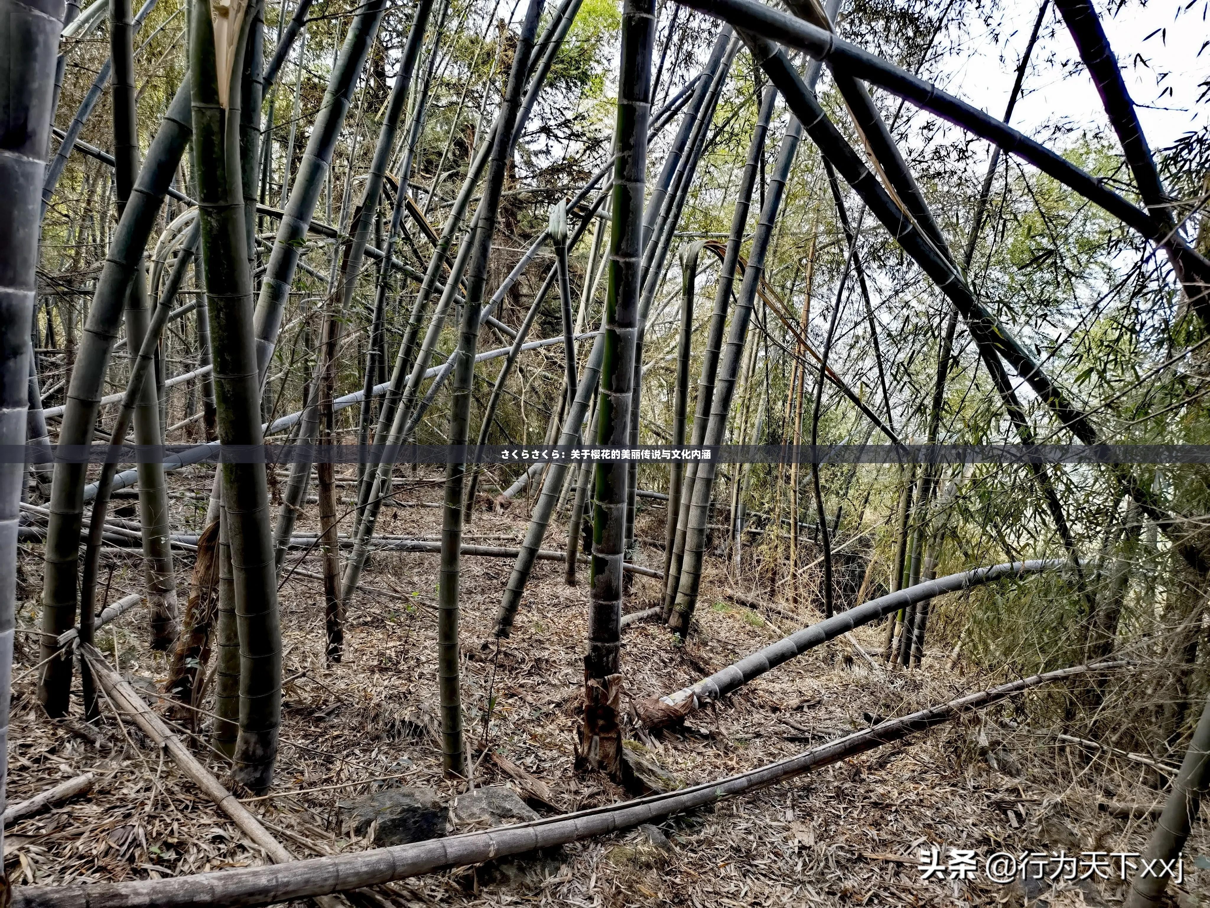 さくらさくら：關于櫻花的美麗傳說與文化內(nèi)涵