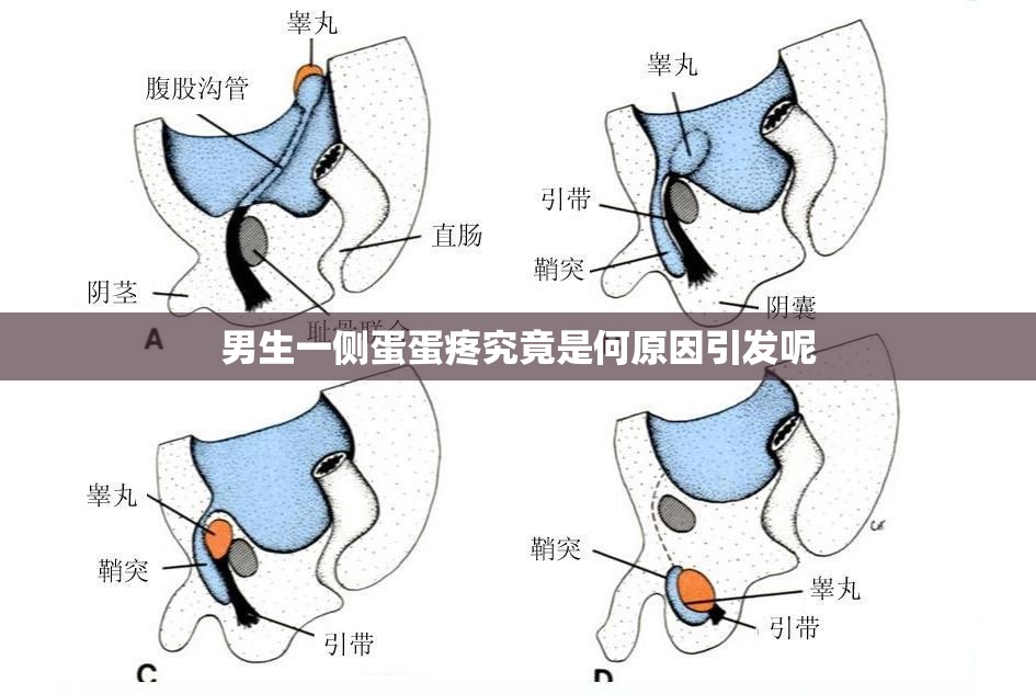 男生一側蛋蛋疼究竟是何原因引發(fā)呢