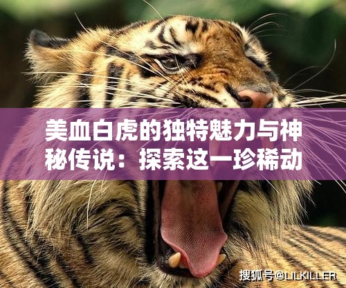 美血白虎的獨特魅力與神秘傳說：探索這一珍稀動物的生態(tài)習性與保護現(xiàn)狀