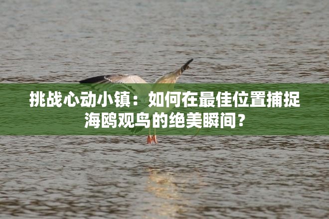 挑戰(zhàn)心動小鎮(zhèn)：如何在最佳位置捕捉海鷗觀鳥的絕美瞬間？